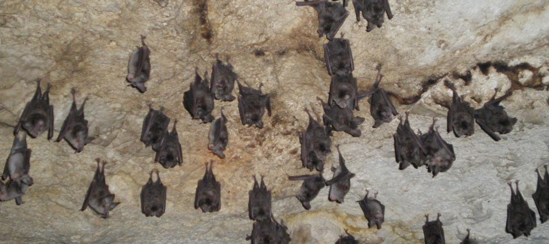 Colonie de Rhinolophes euryales