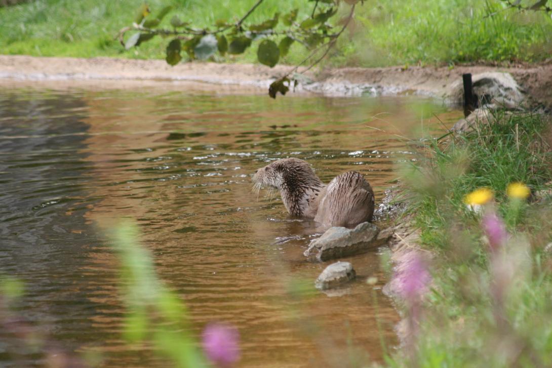 Loutre d'Europe