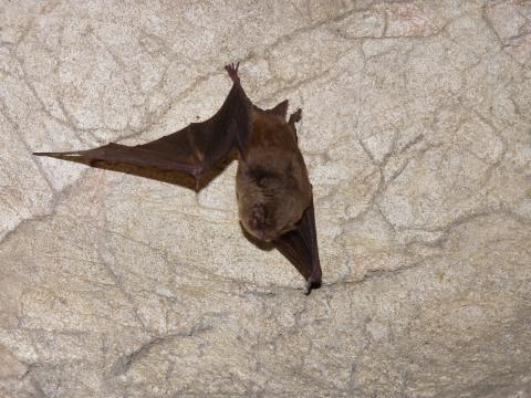 Minioptère de Schreibers - crédit photo Nicolas Tranchant