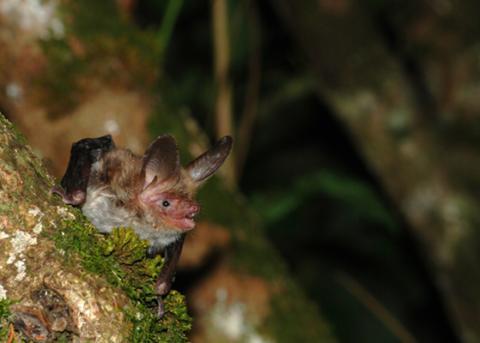 Murin de Bechstein - crédit photo Samuel Ducept