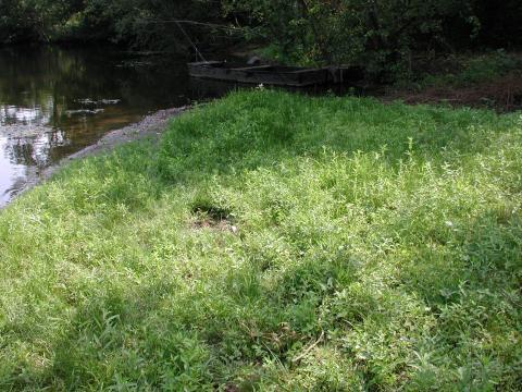 vegetation_des_greves_exondees