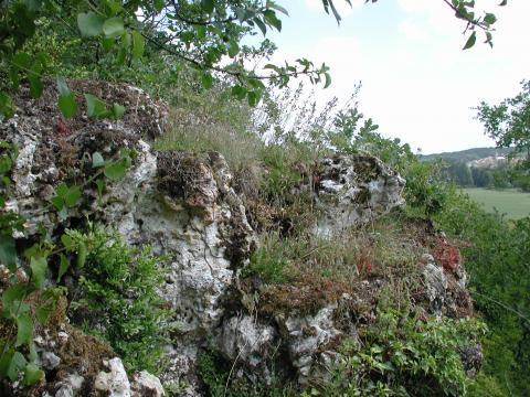 Végétation sur dalle calcaire